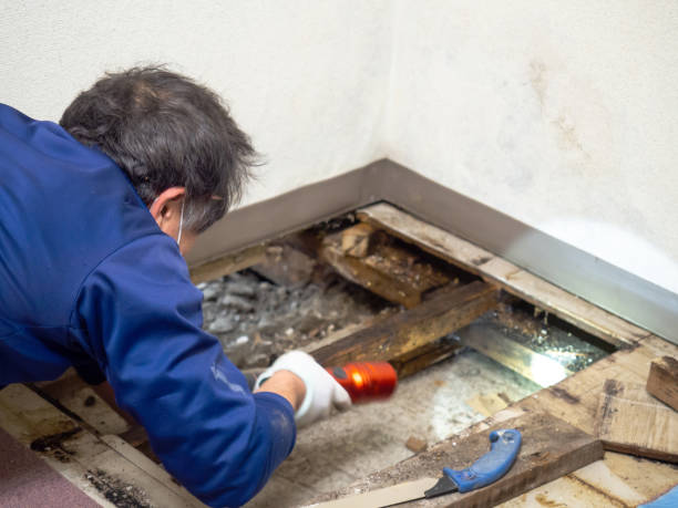 Best Crawl Space Mold Remediation in El Portal, FL