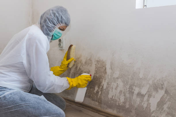 Best Basement Mold Remediation in El Portal, FL