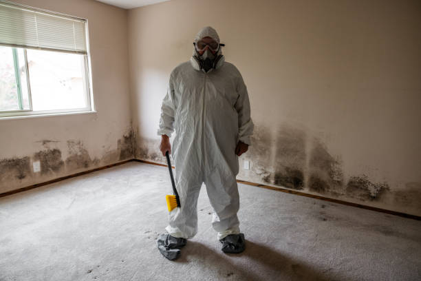 Best White Mold Remediation in El Portal, FL
