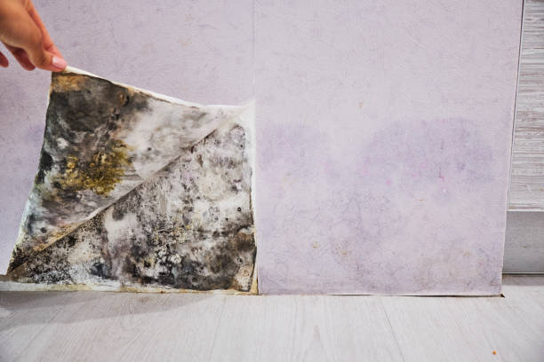 Best Emergency Mold Remediation in El Portal, FL